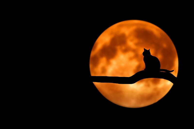 Lunar Cycle